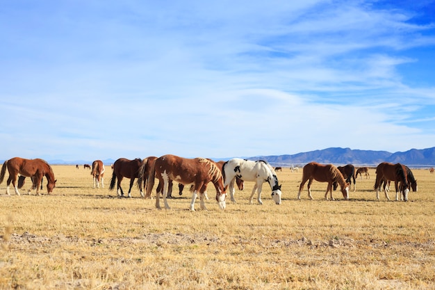 Photo herd of horses grazing