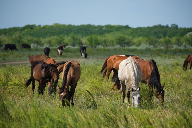 Herd horses and herd of cows background graze in meadow