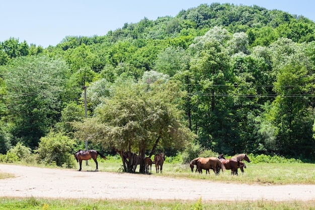 Herd of horses in low mountains of North Caucasus