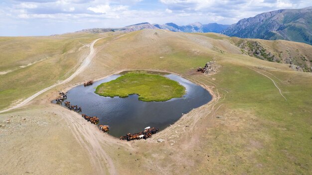 Foto un gregge di cavalli in montagna vicino a un pozzo d'acqua