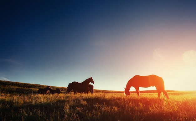 The herd of horses in the mountains