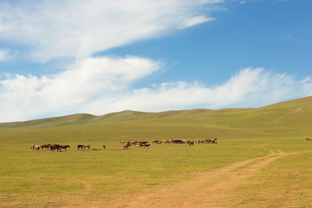 Herd of horses in the pasture in the steppe