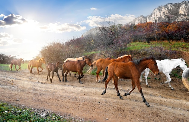 山の道を走る馬の群れ