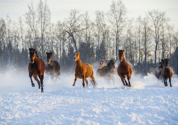 雪の中で走っている馬の群れ