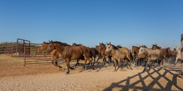 Herd of horses runs in the corral.