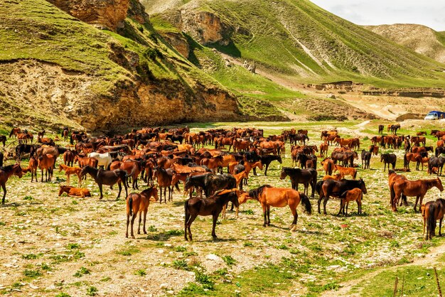 Herd of horses on vacation in the mountains