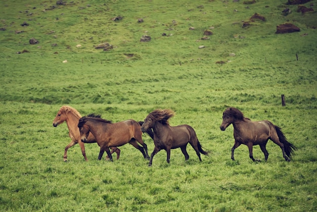 Herd of horses