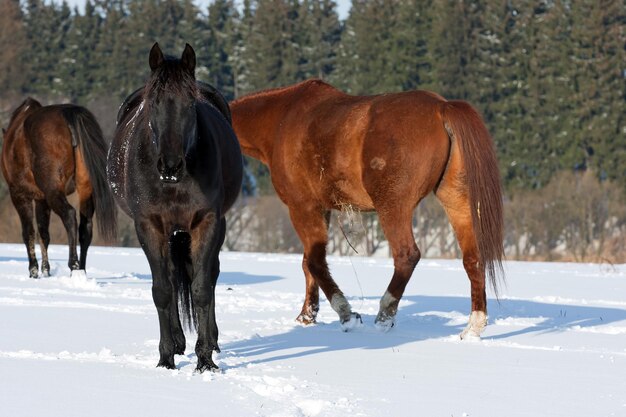 Herd of horses