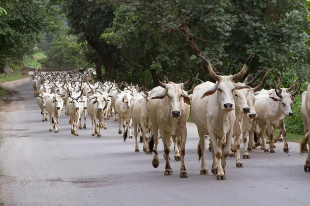 インド牛の群れ