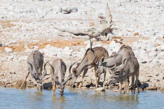 오 카쿠에 조 흠집에서 마시는 쿠두의 무리. Etosha 국립 공원의 야생 동물 사파리.