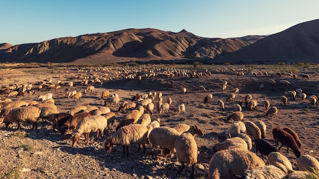 Herd of livestock in the pasture