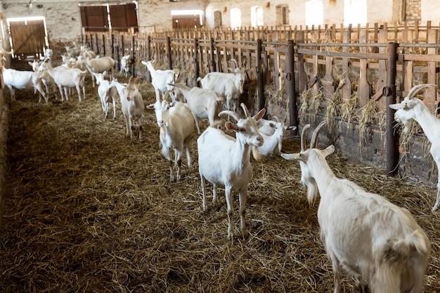 Mandria di capre da latte in una stalla