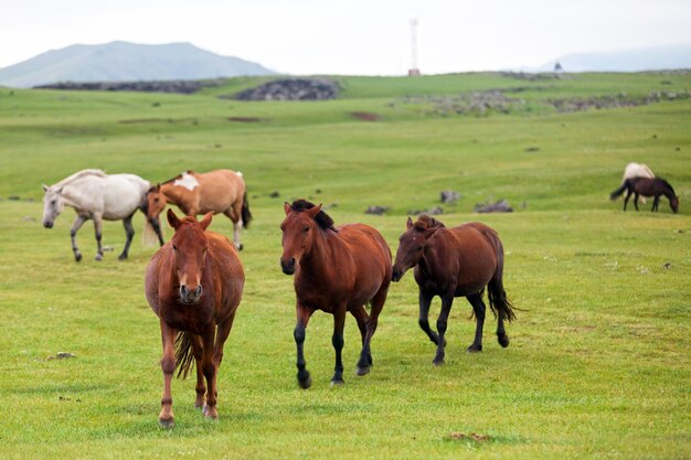 Herd of Mongolian horses