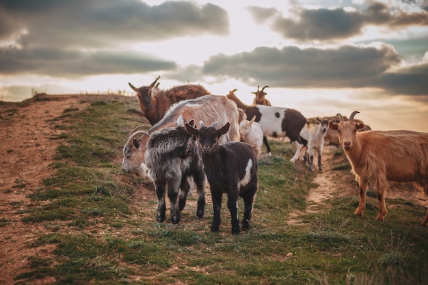 A herd of mountain goats standing on a field