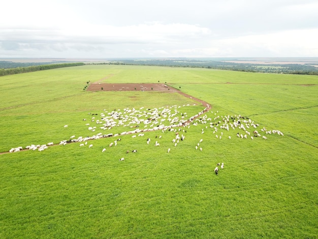 野牛の群れ 濃厚な草のシステムのプロジェクト 畜産牧場