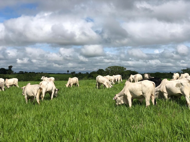 Herd of nellore bovine animals on high intensive grass system project Livestock ranch