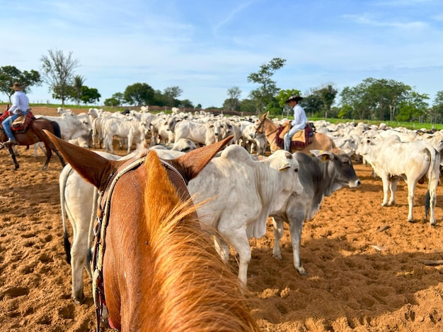 Herd of nellore bovine animals on high intensive grass system project Livestock ranch