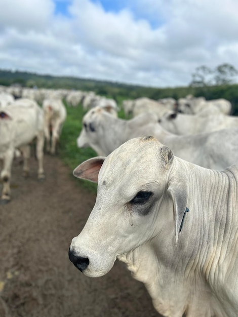 Herd of nellore bovine animals on high intensive grass system project Livestock ranch