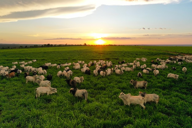 Photo herd of nellore bovine animals on high intensive grass system project livestock ranch