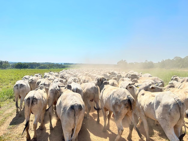 Photo herd of nellore bovine animals on high intensive grass system project livestock ranch