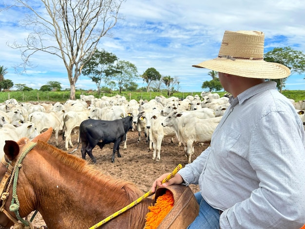 herd of nellore bovine animals on high intensive grass system project livestock ranch