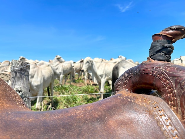 Herd of nellore bovine animals on high intensive grass system project Livestock ranch