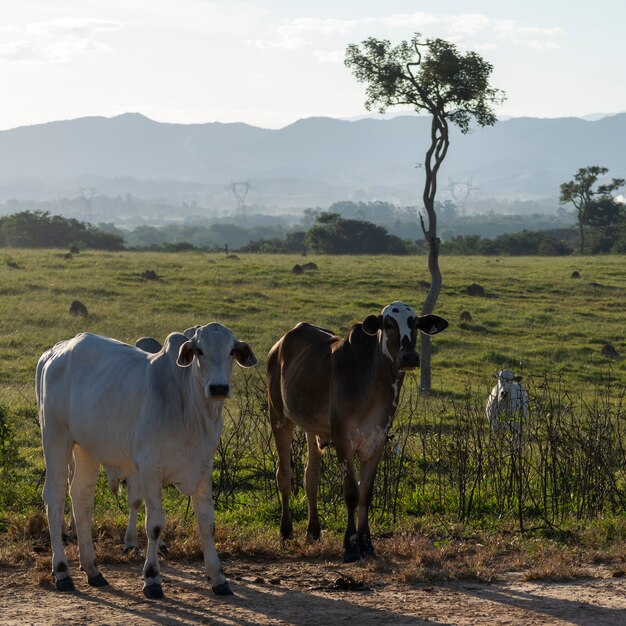 Herd of nelore cattle in the field