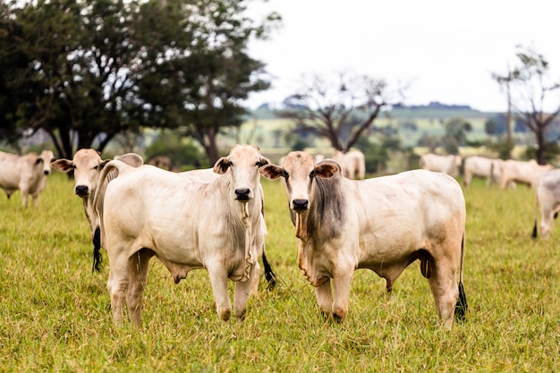 Herd of Nelore cattles