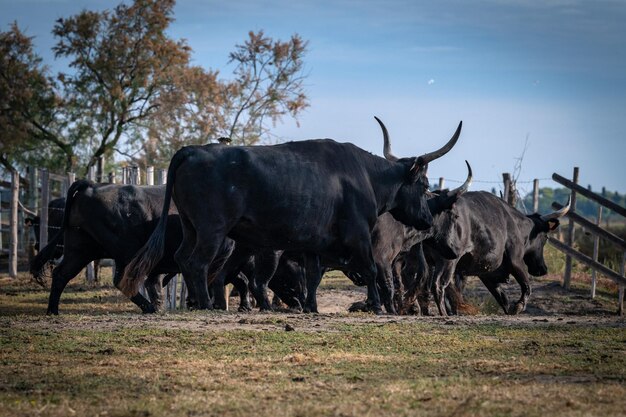 写真 雄牛の群れ カマルグ フランス