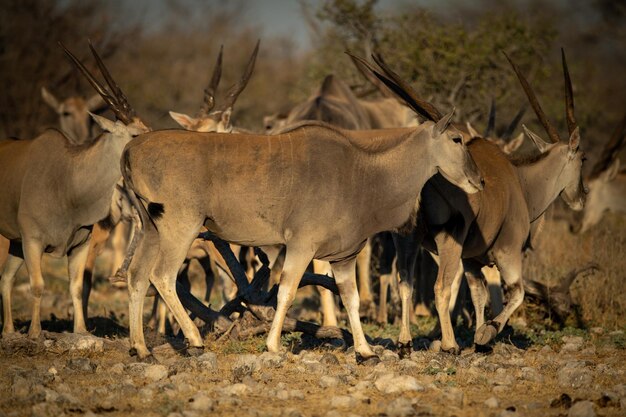 写真 普通のエルンドの群れが岩の地面を横断する