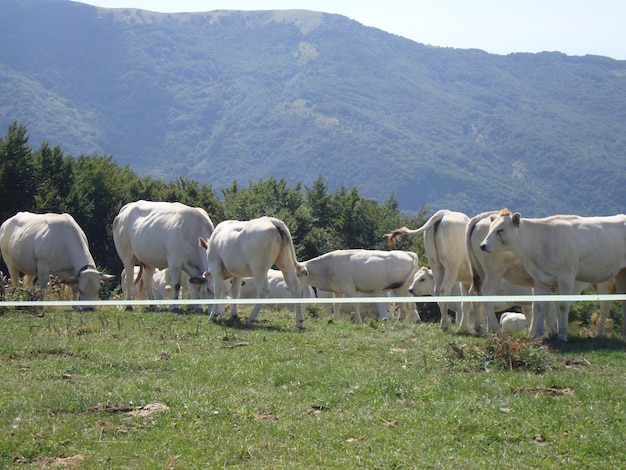 Фото Стадо коров на поле