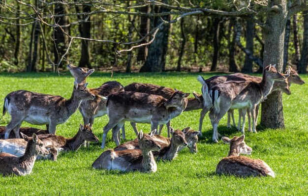 写真 草を食べる鹿の群れ