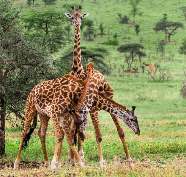 写真 キリンの群れセレンゲティタンザニアアフリカ