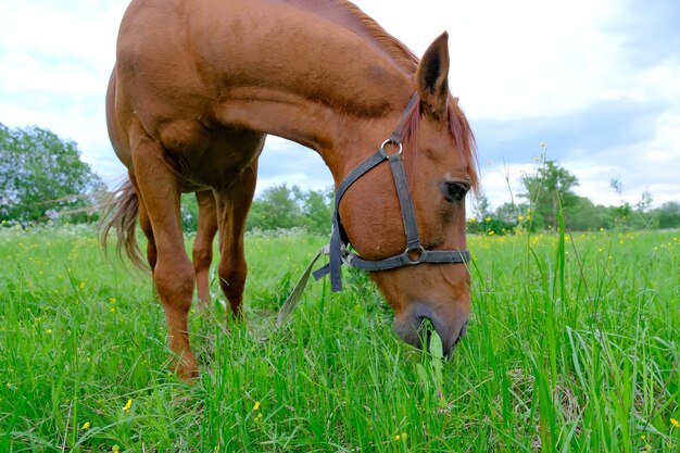 写真 夏の日に咲く野原の馬の群れ