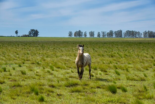 写真 田舎のラ パンパ州パタゴニア アルゼンチンの馬の群れ