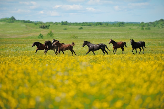 写真 フィールドの馬の群れ