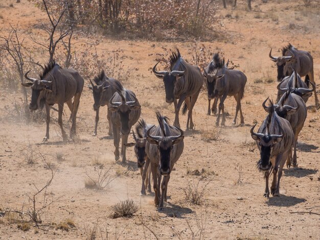 写真 ナミビアのエトシャ国立公園の乾燥した風景を歩くグヌの群れ