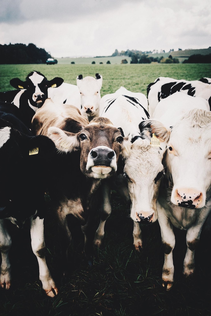 Foto herd op koeien op het veld tegen de lucht