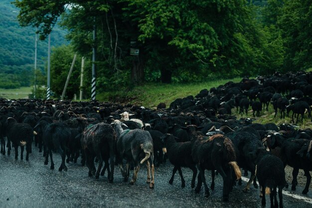 Herd of rams walking along doge