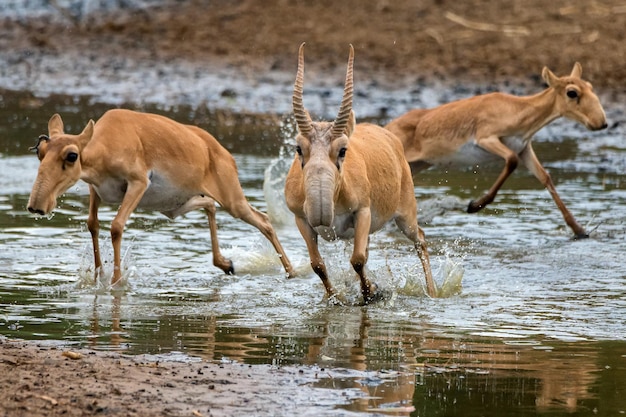 A herd of saigas gallops at a watering place