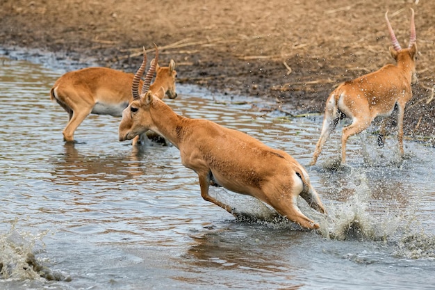 水飲み場でのサイガギャロップの群れ