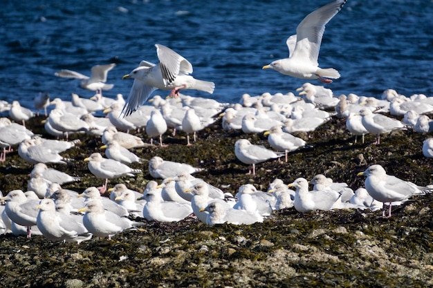 Herd of Seagulls sitting on a rocky shore