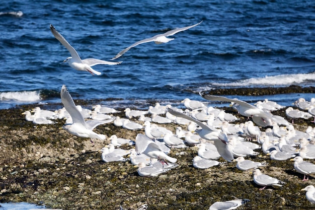 岩の多い海岸に座っているカモメの群れ