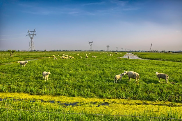 Herd of sheep on beautiful mountain meadow Holland Netherlands