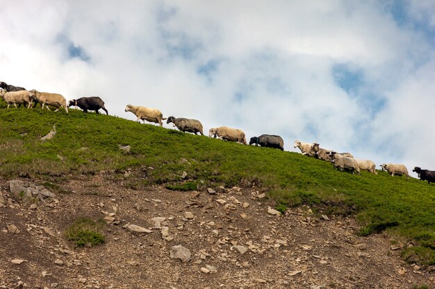 Herd of sheep on beautiful mountain summer meadow.