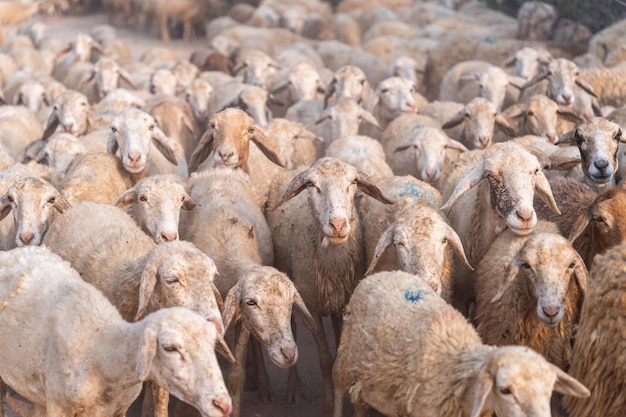 Herd of sheep on desert in Ninh Thuan province Vietnam