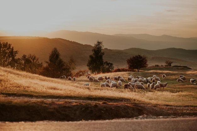 Foto un gregge di pecore sul campo contro il cielo