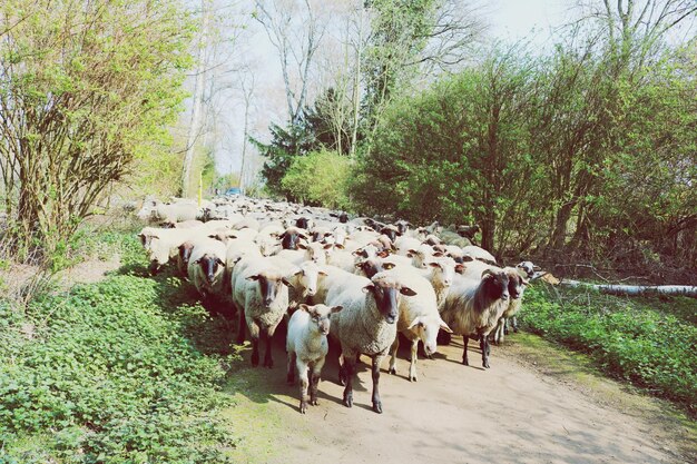 Foto gruppo di pecore sul campo