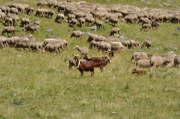 A Herd of sheep and goats in the Alps