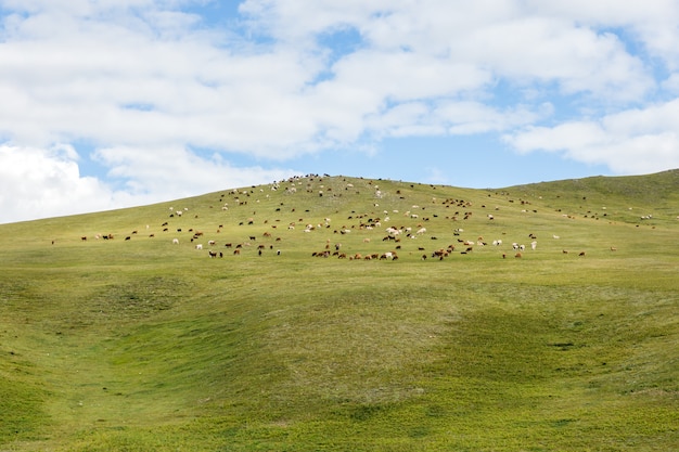 Photo herd of sheep and goats graze in the mongolian steppe